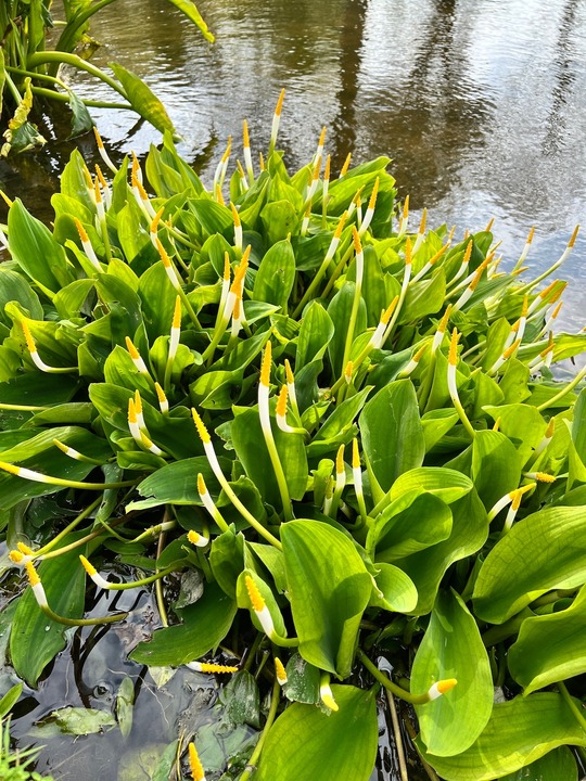 Orontium aquaticum