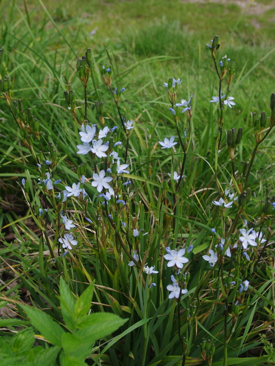 Orthrosanthus laxus