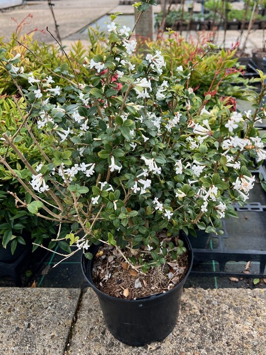 Osmanthus delavayi