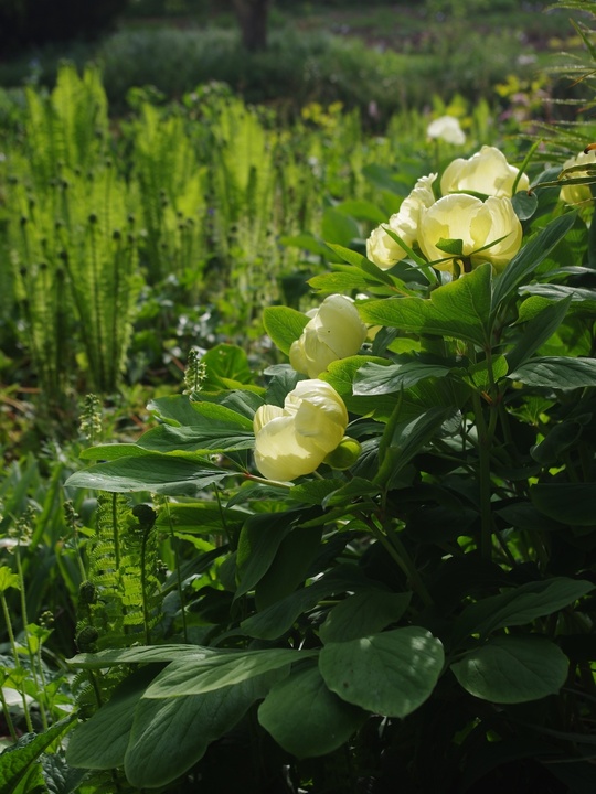 Paeonia daurica subsp. mlokosewitschii 