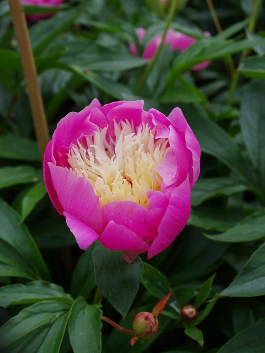 Paeonia lactiflora 'Bowl of Beauty'