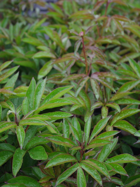 Paeonia lactiflora 'Shirley Temple'