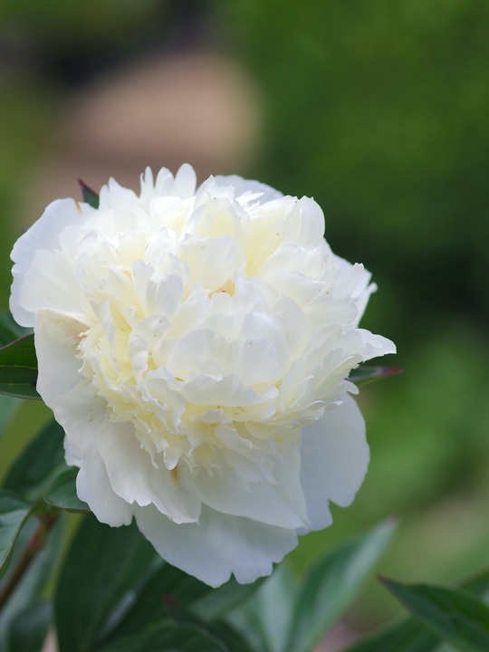 Paeonia lactiflora 'Shirley Temple'