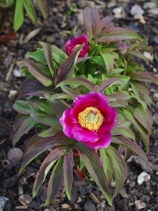 Paeonia 'Magenta Gem' (aff.)