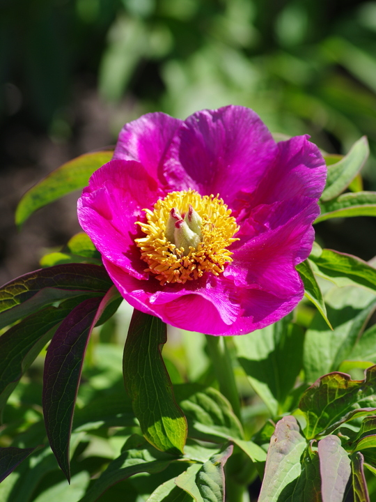 Paeonia 'Magenta Gem' (aff.)