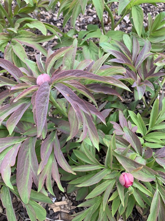 Paeonia 'Magenta Gem' (aff.)