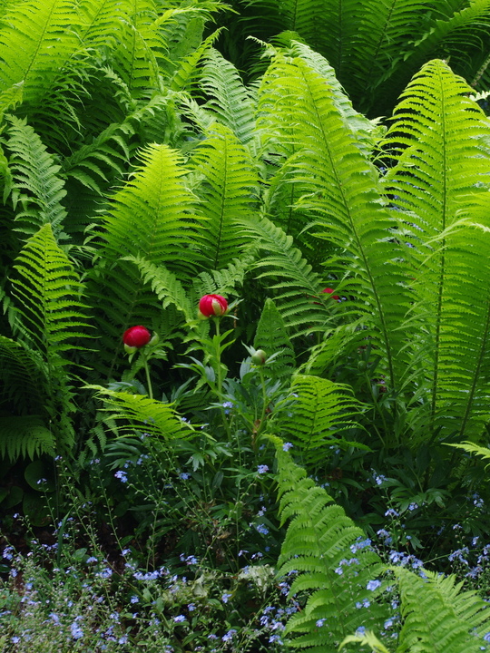 Paeonia peregrina (aff.)