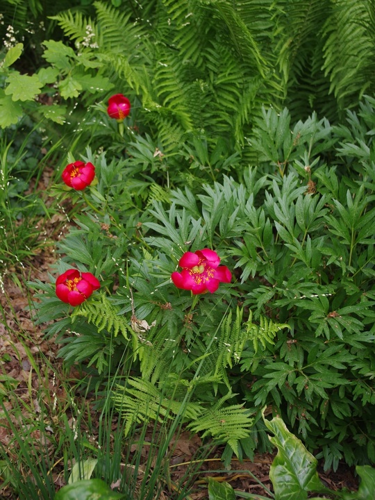Paeonia peregrina (aff.)