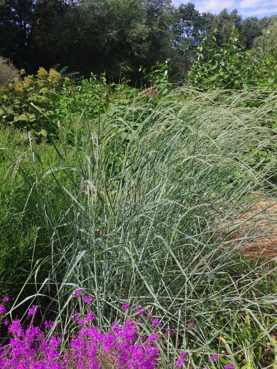 Panicum amarum