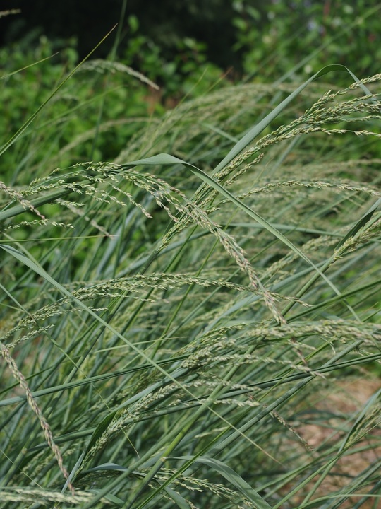 Panicum amarum