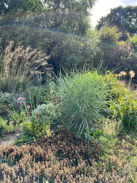 Panicum amarum 'Dewey Blue' 