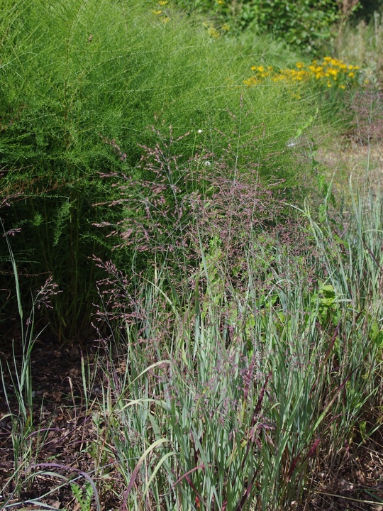 Panicum virgatum 'Purple Haze'