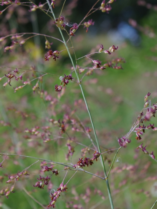 Panicum virgatum 'Purple Haze'