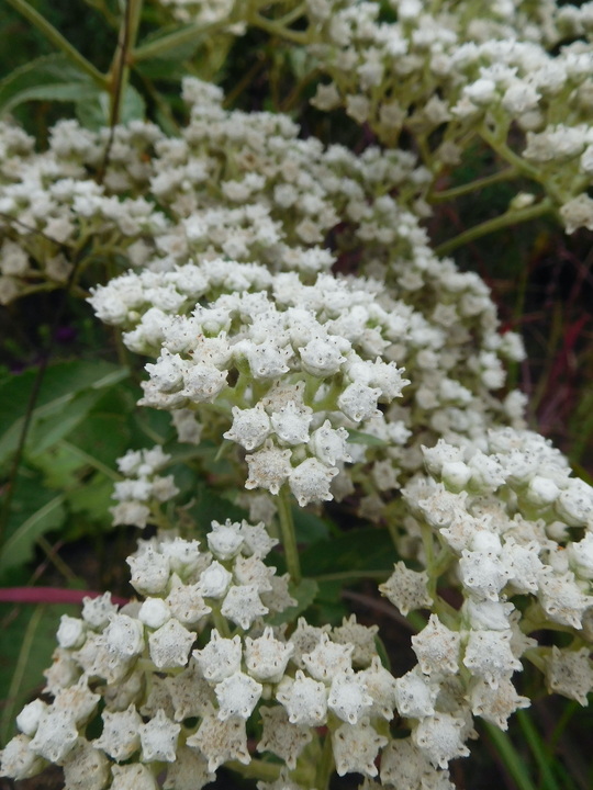 Parthenium integrifolium