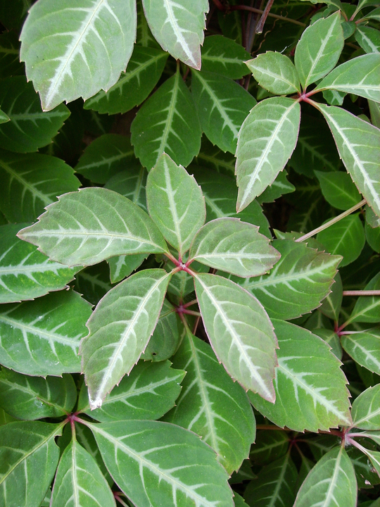 Parthenocissus henryana