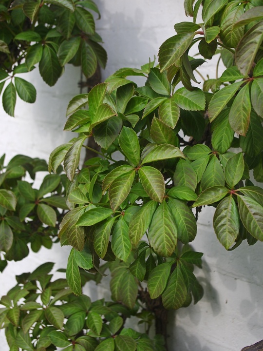 Parthenocissus henryana