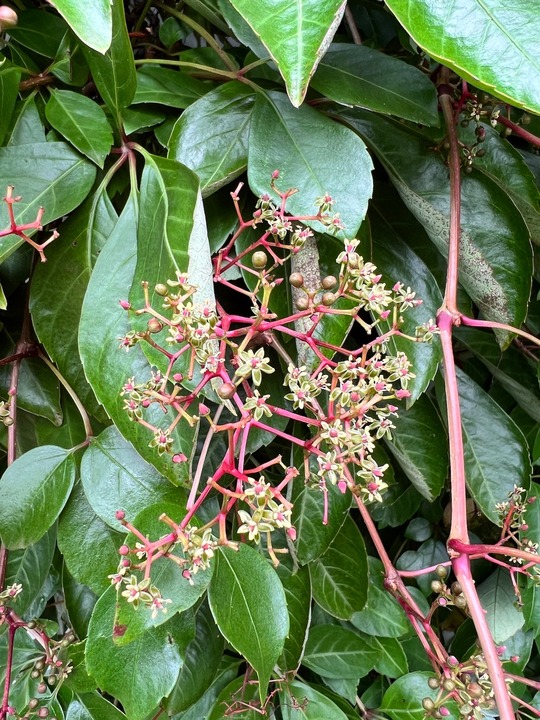 Parthenocissus henryana