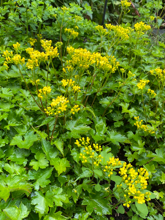 Patrinia triloba var. palmata
