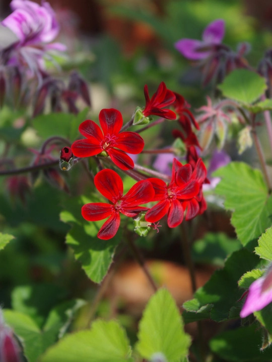 Pelargonium 'Ardens'