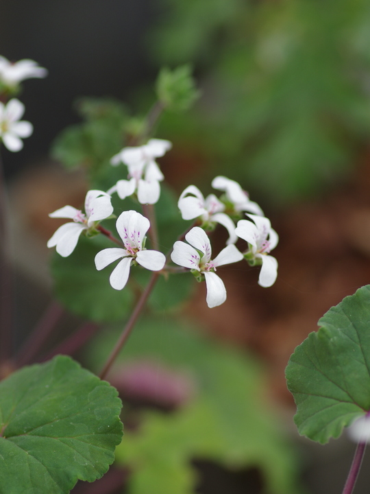 Pelargonium australe