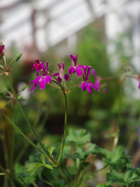 Pelargonium 'Deerwood Lavender Lad'