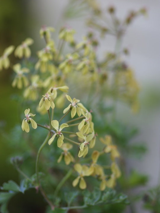 Pelargonium gibbosum