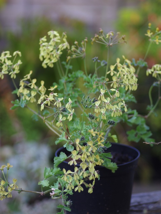 Pelargonium gibbosum