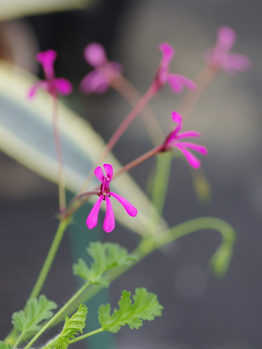 Pelargonium ionidiflorum