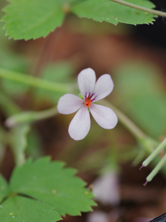 Pelargonium quinquelobatum