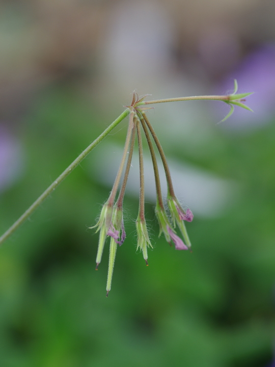 Pelargonium quinquelobatum