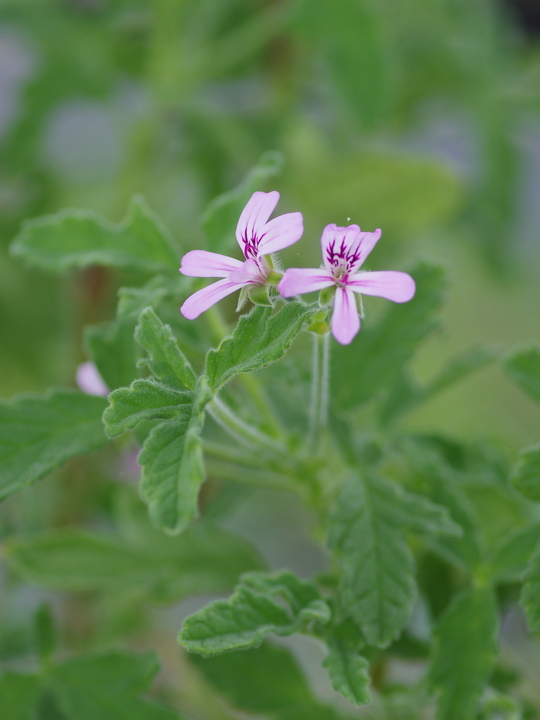 Pelargonium 'Rober's Lemon Rose'