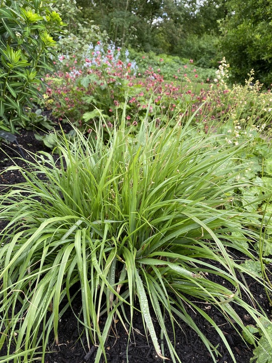 Pennisetum 'Black Beauty'