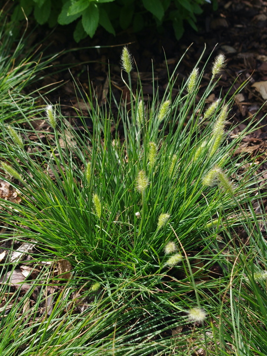 Pennisetum alopecuroides 'Little Bunny'