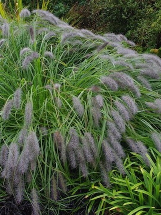 Pennisetum alopecuroides 'Red Head'