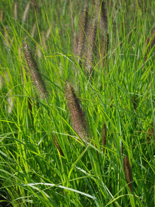 Pennisetum alopecuroides 'Red Head'