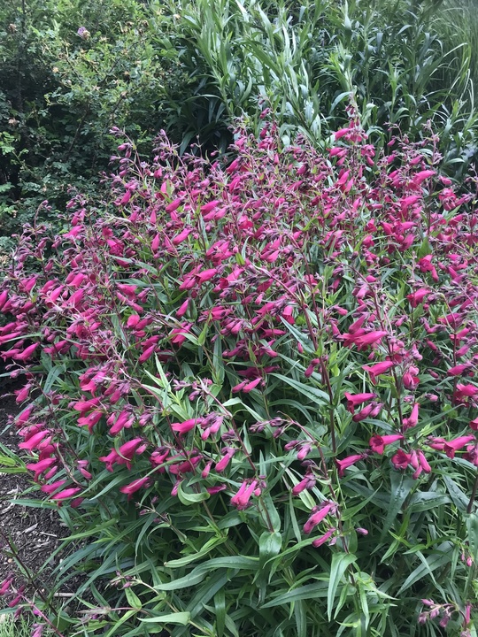 Penstemon 'Andenken Friedrich' - The Beth Chatto Gardens