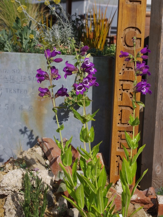 Penstemon cobaea