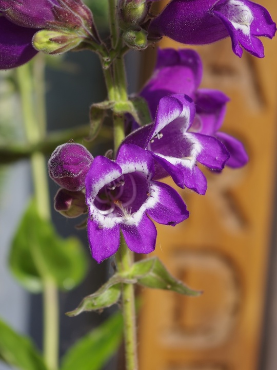 Penstemon cobaea