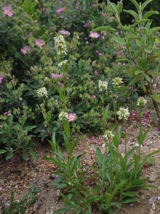 Penstemon confertus
