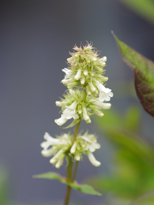 Penstemon confertus
