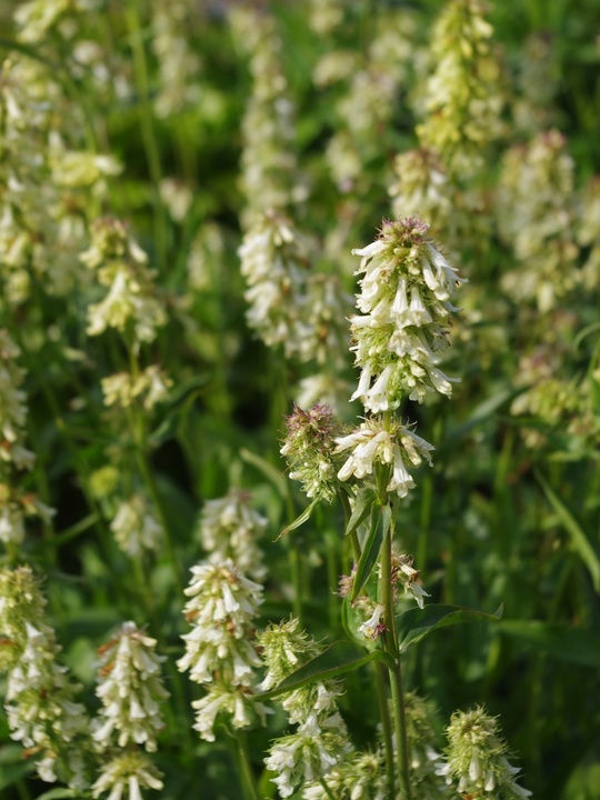 Penstemon confertus