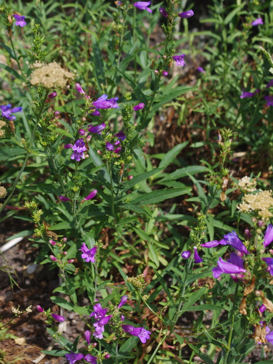 Penstemon heterophyllus 'Catherine de la Mare'