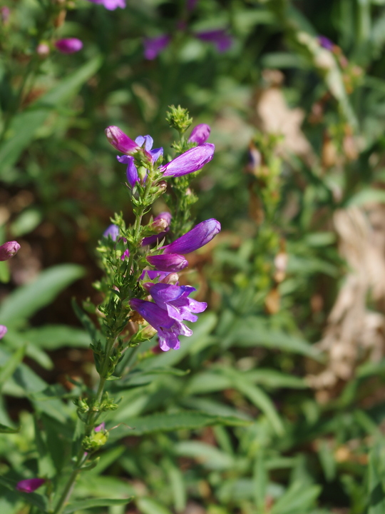 Penstemon heterophyllus 'Catherine de la Mare'