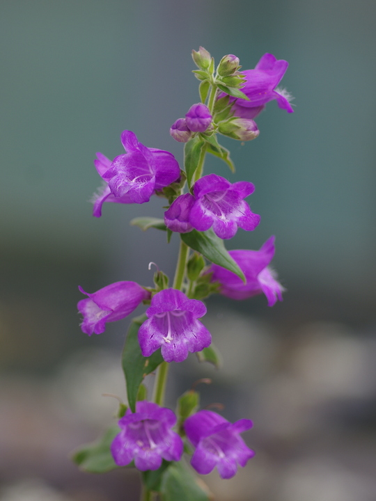 Penstemon hidalgensis