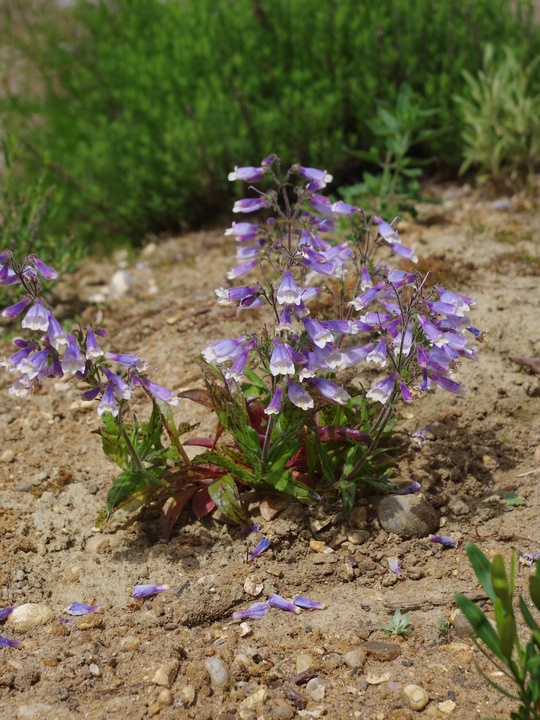Penstemon hirsutus var. pygmaeus
