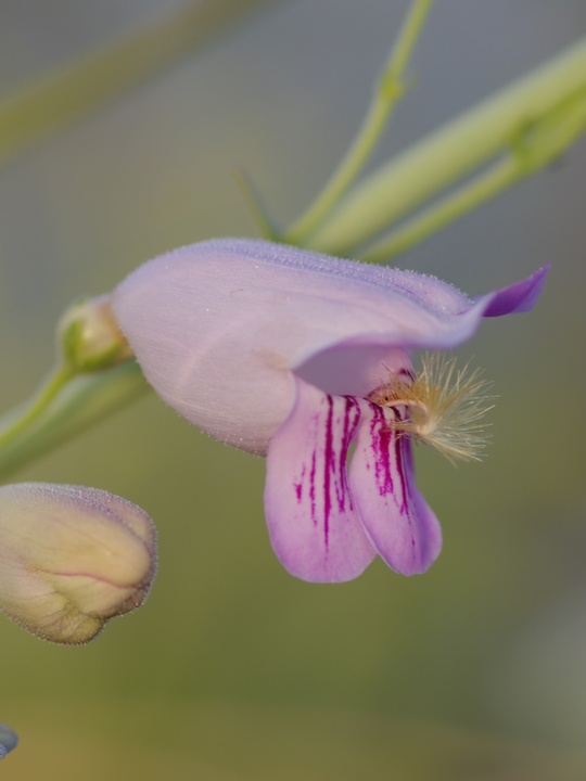 Penstemon palmeri