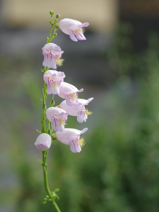 Penstemon palmeri
