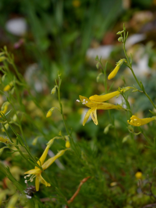 Penstemon pinifolius 'Mersea Yellow'
