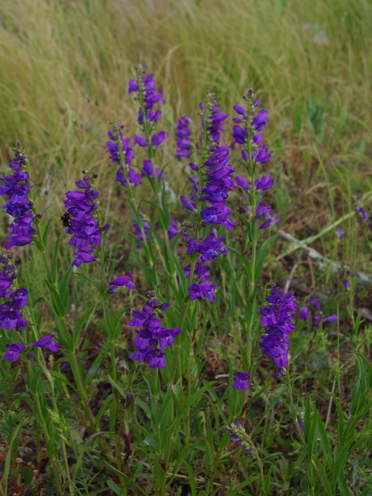 Penstemon strictus