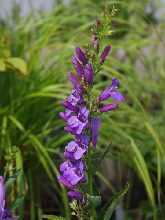 Penstemon venustus